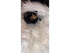Adopt Bae a Calico or Dilute Calico Calico / Mixed (long coat) cat in Portland