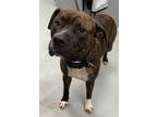 Adopt MAX a American Staffordshire Terrier / Mixed dog in Midwest City