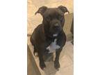 Adopt Rose a Brown/Chocolate American Pit Bull Terrier / Labrador Retriever /