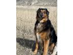 Adopt Porter a Tricolor (Tan/Brown & Black & White) English Shepherd / Mixed dog