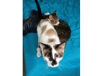 Adopt Knox a Black & White or Tuxedo Domestic Shorthair / Mixed (short coat) cat
