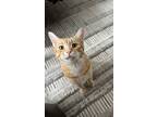 Adopt Timmy a Orange or Red Tabby Tabby / Mixed (short coat) cat in Sperry