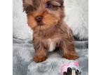 Yorkshire Terrier Puppy for sale in Parsons, TN, USA