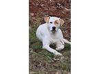 Adopt Dodge a White - with Tan, Yellow or Fawn Labrador Retriever / Mixed dog in