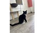 Adopt Cappuccino a All Black Domestic Shorthair / Domestic Shorthair / Mixed cat