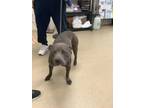 Adopt Mason Monroe a Gray/Blue/Silver/Salt & Pepper American Pit Bull Terrier /