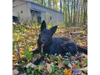 Adopt Freddie a Black - with White Border Collie / German Shepherd Dog / Mixed
