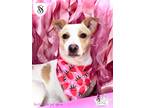 Adopt Victoria Secret a White - with Tan, Yellow or Fawn Mixed Breed (Medium) /