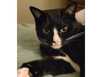 Adopt Sally a Black & White or Tuxedo Domestic Shorthair / Mixed (short coat)