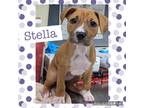 Adopt Stella a Brown/Chocolate - with White Boxer / Labrador Retriever / Mixed