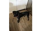 Adopt Buzz a Black - with White German Shorthaired Pointer / Mixed dog in