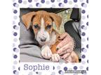 Adopt Sophie a Brown/Chocolate - with White Boxer / Labrador Retriever / Mixed