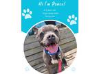 Adopt Ponce a Gray/Blue/Silver/Salt & Pepper Terrier (Unknown Type