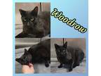 Adopt WOODROW a All Black Domestic Shorthair (short coat) cat in Buckhannon
