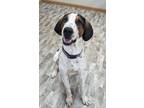 Adopt Ripley a Hound (Unknown Type) / Mixed dog in Neillsville, WI (41271882)