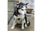 Adopt Harlow a Husky / Mixed dog in Neillsville, WI (41271879)