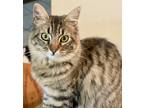 Adopt Bonnie a Domestic Mediumhair cat in Stockton, CA (41000493)
