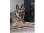 Adopt BO a Black - with Tan, Yellow or Fawn German Shepherd Dog / Mixed dog in