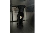 Adopt Tiny a Black Labrador Retriever / Mixed dog in Fort Worth, TX (41271723)
