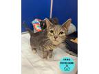 Adopt Angel a Gray or Blue Domestic Shorthair / Mixed Breed (Medium) / Mixed