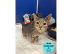 Adopt Angel a Gray or Blue Domestic Shorthair / Domestic Shorthair / Mixed cat