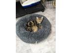 Adopt Wendy a Tan or Fawn Domestic Shorthair / Domestic Shorthair / Mixed cat in