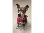 Adopt Cindy Lou a Brown/Chocolate American Pit Bull Terrier / Mixed Breed