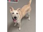 Adopt Xena a White Carolina Dog / Jindo / Mixed dog in Mesquite, TX (41187982)