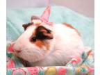 Adopt Cookie a Calico Guinea Pig (short coat) small animal in Forked River