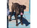 Adopt Angus a Black Catahoula Leopard Dog / Mixed dog in Wickenburg