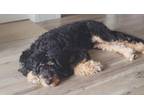 Adopt Smokey a Black - with Tan, Yellow or Fawn Bernedoodle / Mixed dog in