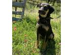 Adopt Bessy a Black - with Tan, Yellow or Fawn German Shepherd Dog / Black and