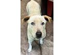 Adopt Olivia a White Catahoula Leopard Dog / Mixed Breed (Medium) / Mixed (short