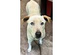 Adopt Olivia a White Catahoula Leopard Dog / Mixed dog in Florence