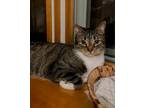 Adopt Jonah a Tan or Fawn Tabby Domestic Shorthair / Mixed (short coat) cat in