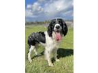 Adopt Sherlock a White - with Black Springer Spaniel / Mixed dog in Colbert