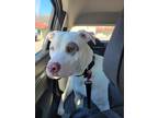 Adopt Odin a White American Pit Bull Terrier dog in Saint Paul, MN (41016614)