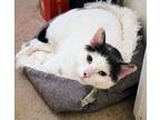 Adopt Corona a White (Mostly) Domestic Shorthair / Mixed (short coat) cat in