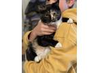 Adopt Olympia a Calico or Dilute Calico Calico / Mixed (medium coat) cat in