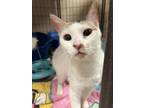 Adopt #10 Quail a White Domestic Shorthair / Domestic Shorthair / Mixed cat in