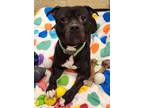 Adopt Arrow a Mixed Breed (Large) / Mixed dog in Duluth, MN (41070516)