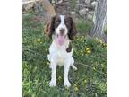 Adopt Watson a White - with Brown or Chocolate Springer Spaniel / Mixed dog in