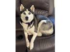 Adopt Raven a Black - with White Husky / Mixed dog in Sultan, WA (41271592)