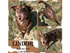 Adopt Lindor a Brown/Chocolate Labrador Retriever / Mixed dog in Franklin
