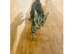 Adopt Isabelle a Brown Tabby Domestic Shorthair / Mixed (short coat) cat in Town