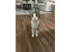 Adopt Harry a Gray, Blue or Silver Tabby Domestic Shorthair / Mixed (short coat)