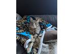 Adopt Bug a Tiger Striped Domestic Shorthair / Mixed (short coat) cat in