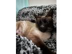 Adopt Bianca a Brown or Chocolate Siamese / Mixed (medium coat) cat in Long