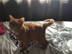 Adopt Lebron a Orange or Red American Shorthair / Mixed (short coat) cat in