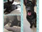 Adopt Koda a Black Shepherd (Unknown Type) / Mixed dog in La Quinta